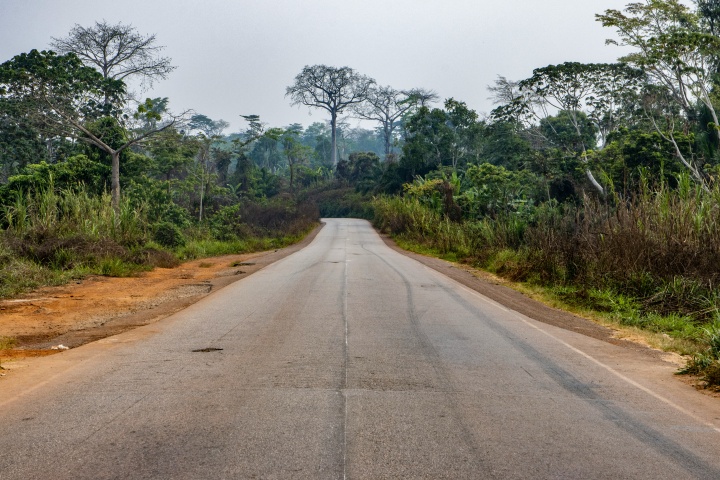 a road disappearing into a forest of trees