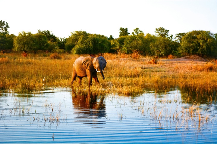 golden-colored grass, green trees, and a pool of water with an elephant approaching the water