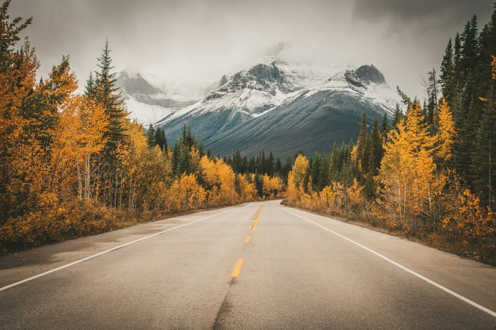 a road disappearing into a forest of autumn leaves