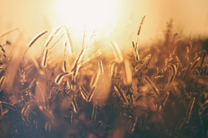 field of golden wheat