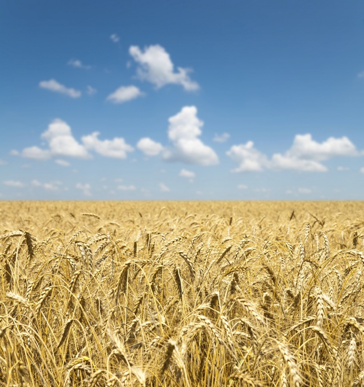 Field of golden wheat with blue sky and clouds