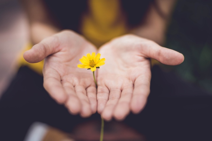 a pair of open palms with a yellow flower standing between them, appearing to be cupped in the hands