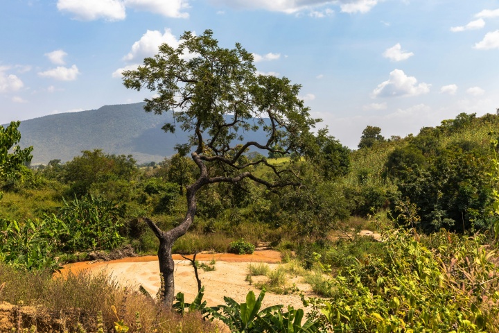 green trees around a patch of earth, and a mountain in the background