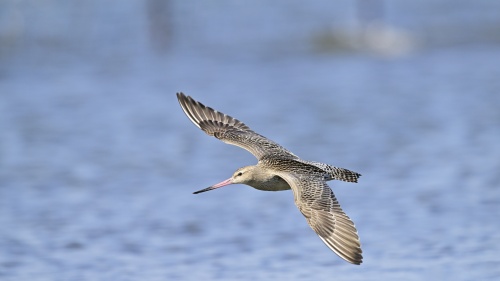 A young Bar-tailed Godwit flew day and night covering 8,425 miles over an 11-day period without taking a single break.